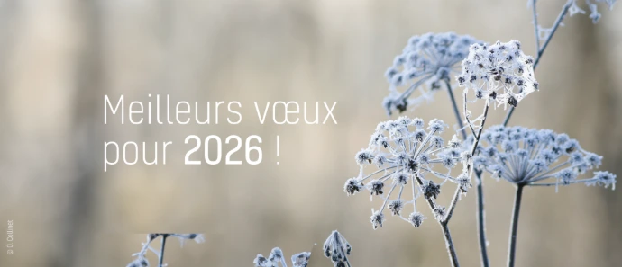 Voeux 2026
